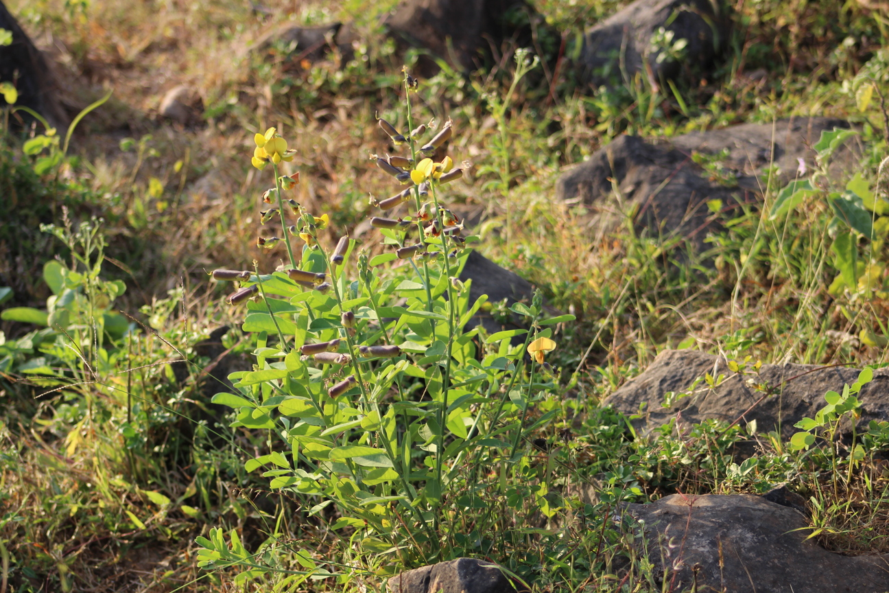 Plant Image